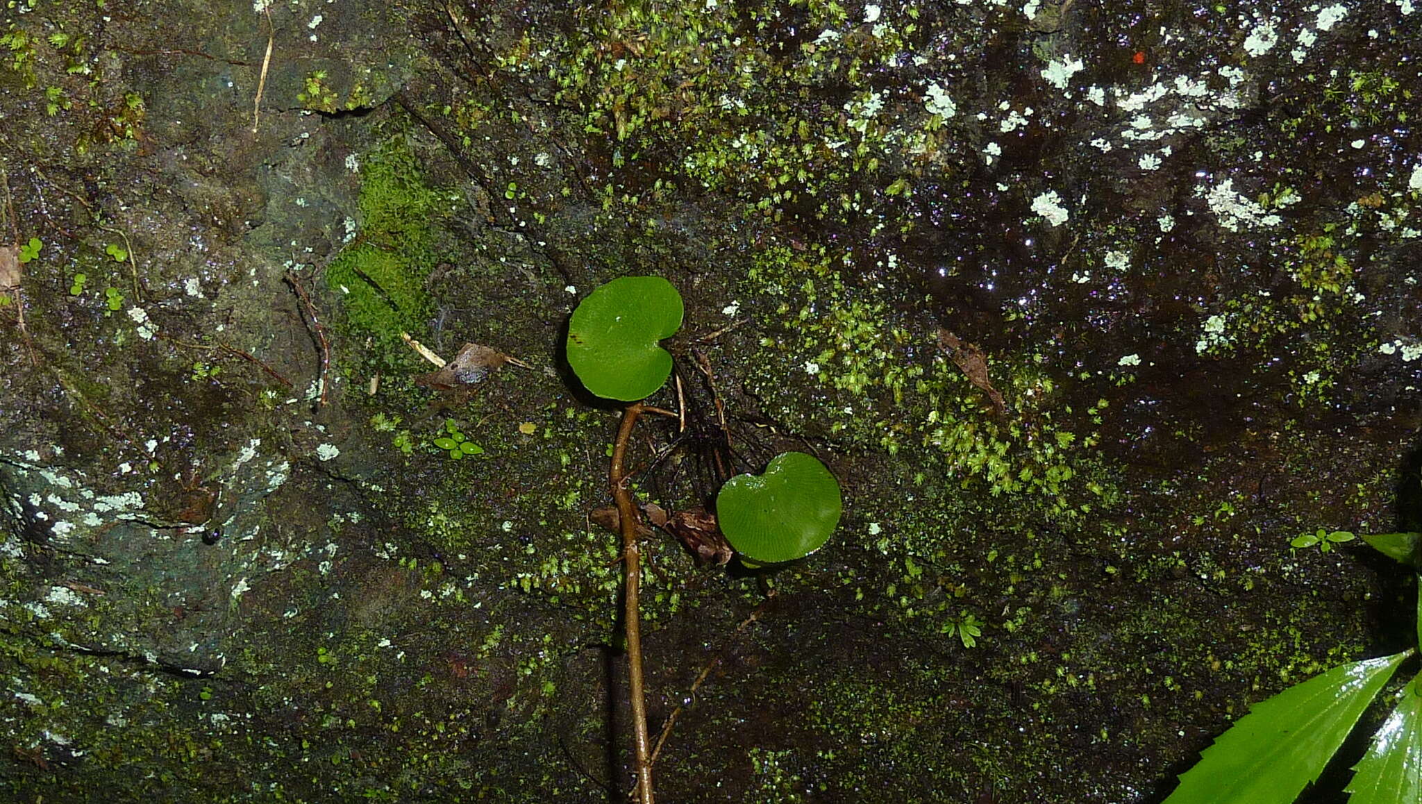 Adiantum reniforme var. asarifolium (Willd.) Cordem.的圖片