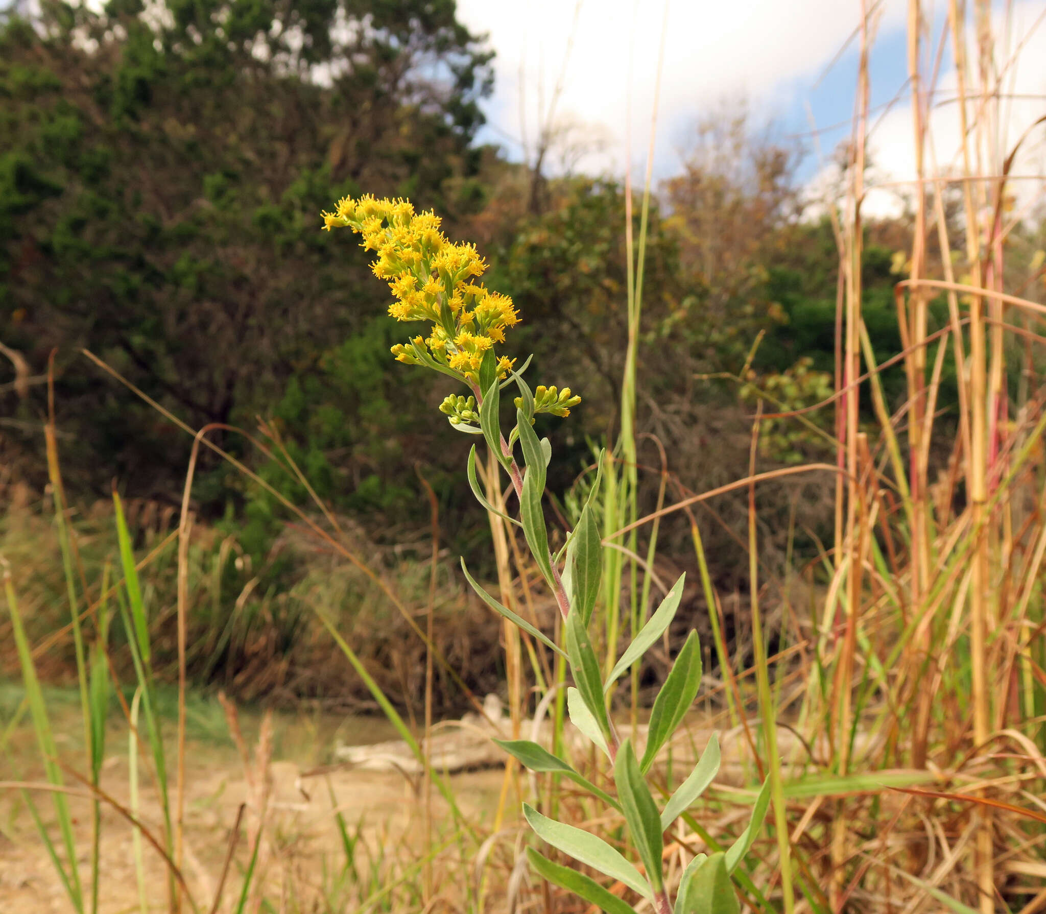 Image of Julia's goldenrod