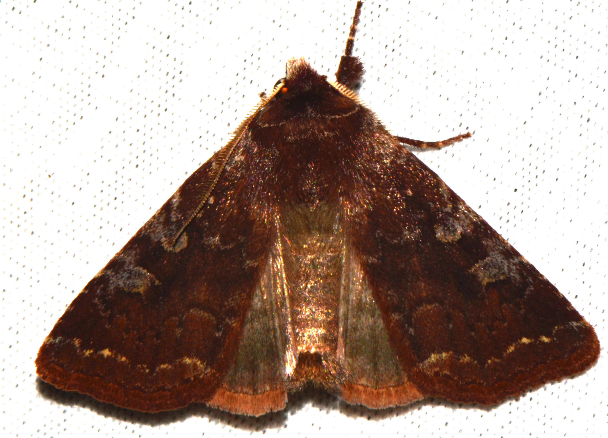 Слика од Cerastis tenebrifera Walker 1865