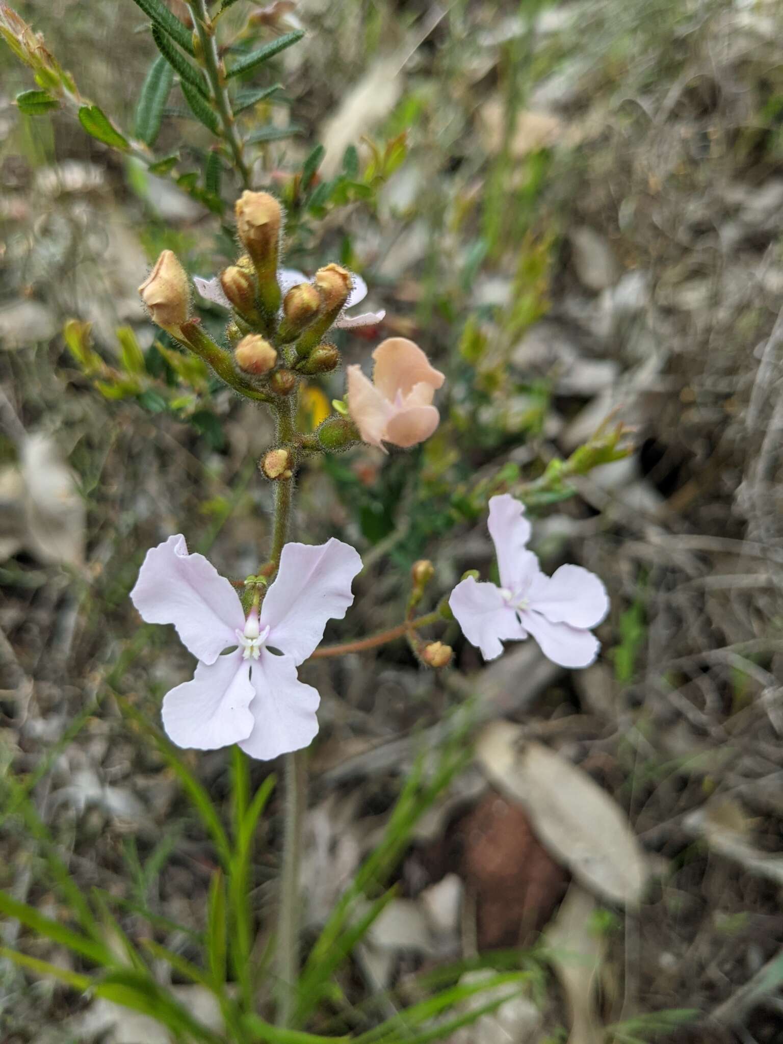 Image of Stylidium affine Sonder