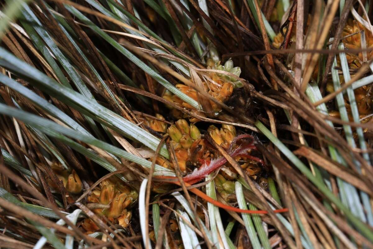 Image of Lomandra suaveolens (Endl.) Ewart