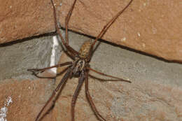 Image of Giant House Spider