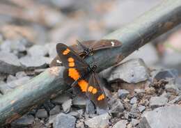 Image of Acraea ungemachi Le Cerf 1927