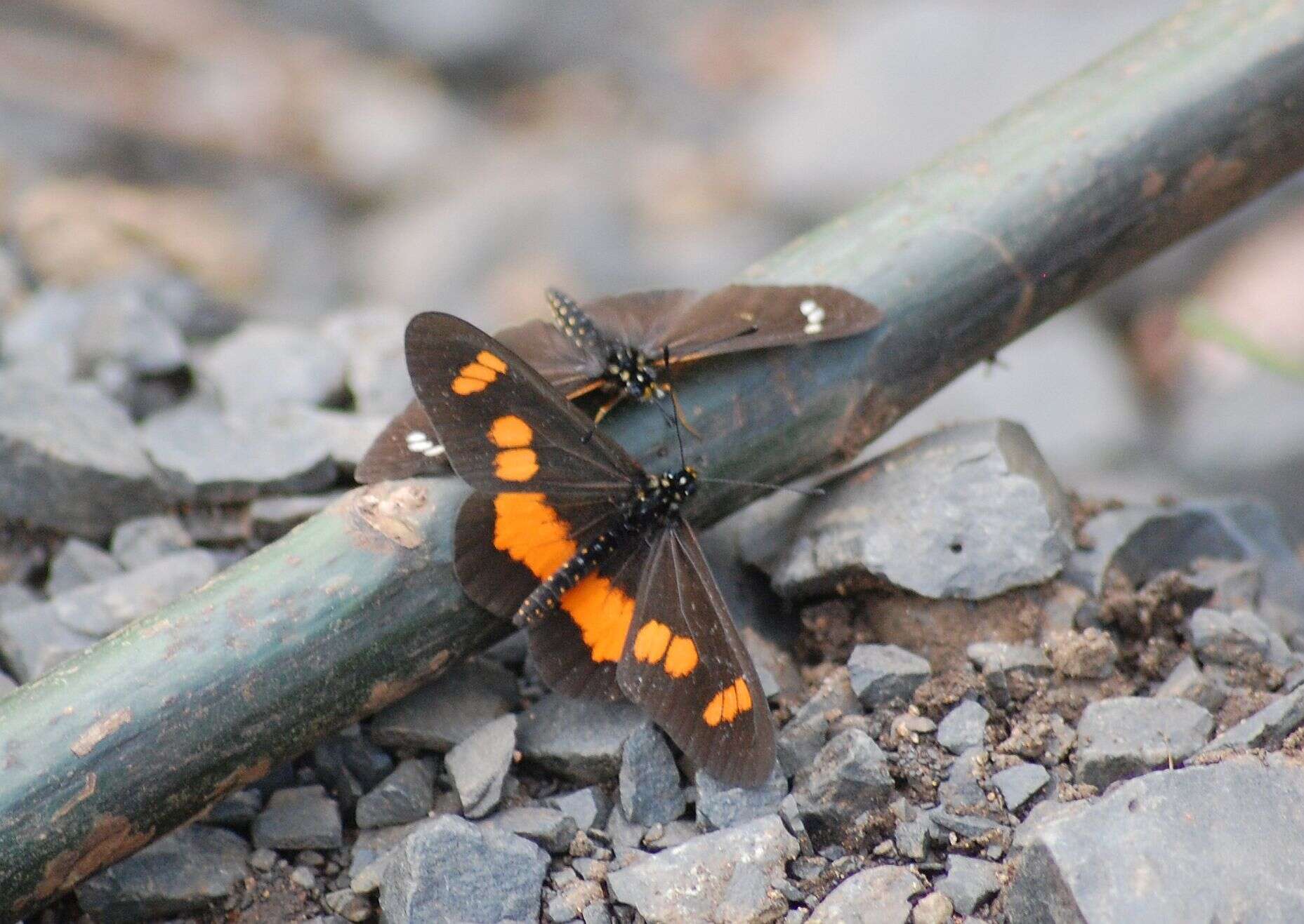 Image de Acraea ungemachi Le Cerf 1927