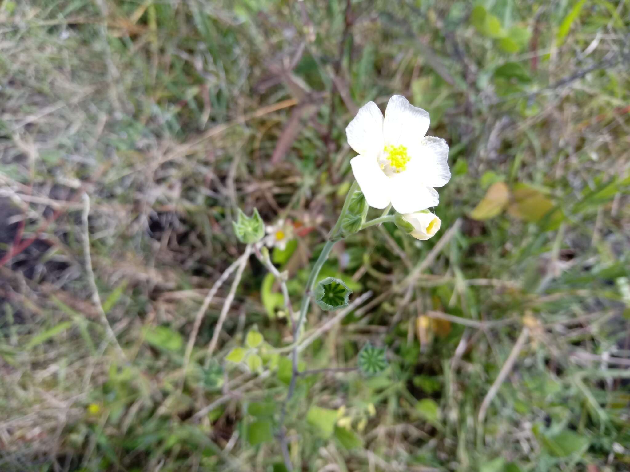 Image of Anoda albiflora P. A. Fryxell