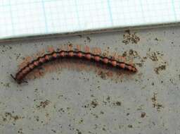 Image of Millipede