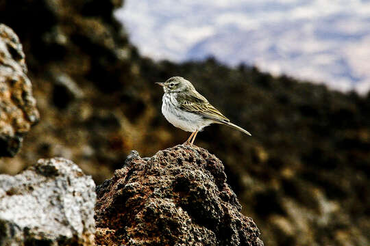 Image of Berthelot's Pipit