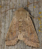 Image of Orthosia pacifica Harvey 1874