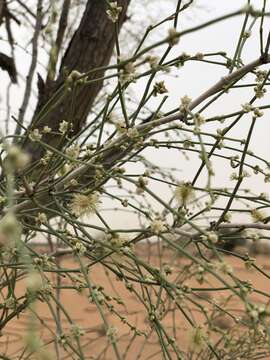 Image of Calligonum crinitum Boiss.