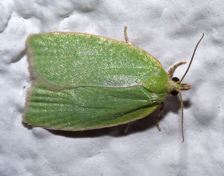 Image of green oak tortrix