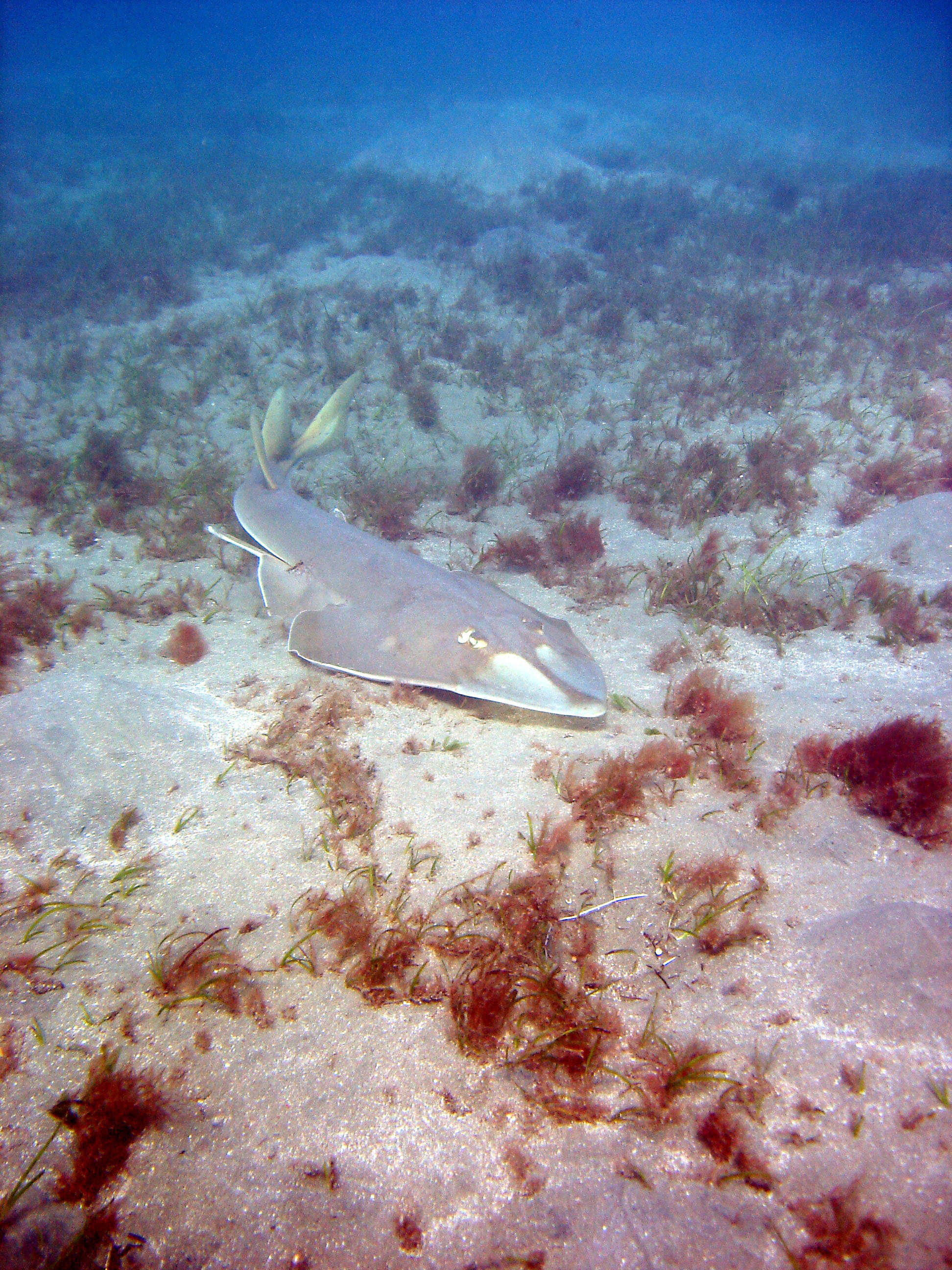 Image of Halavi Guitarfish
