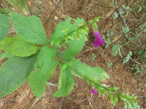 Image of Salvia kellermanii Donn. Sm.