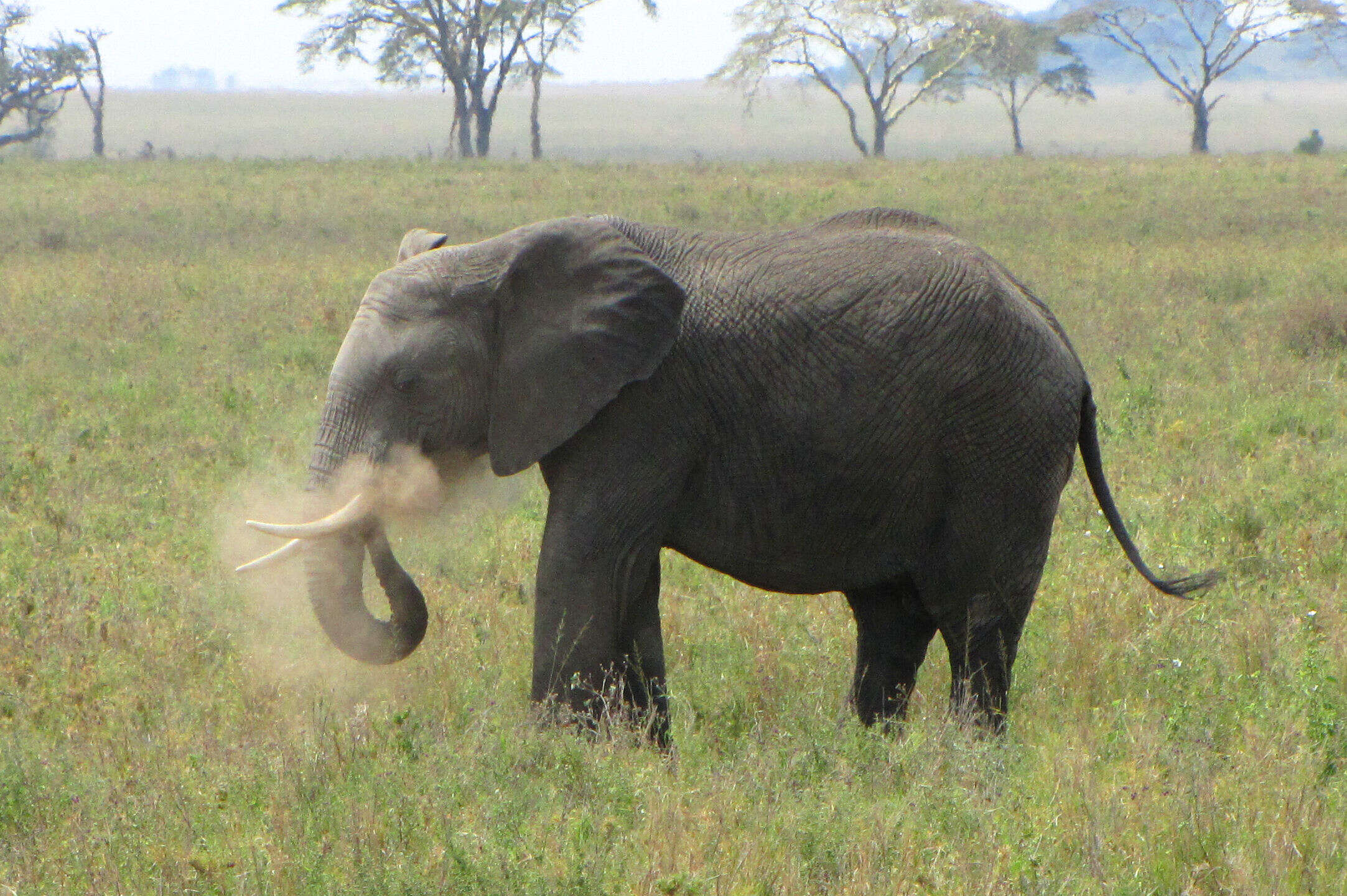 Image of African bush elephant