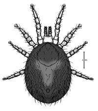 Image of tropical fowl mites