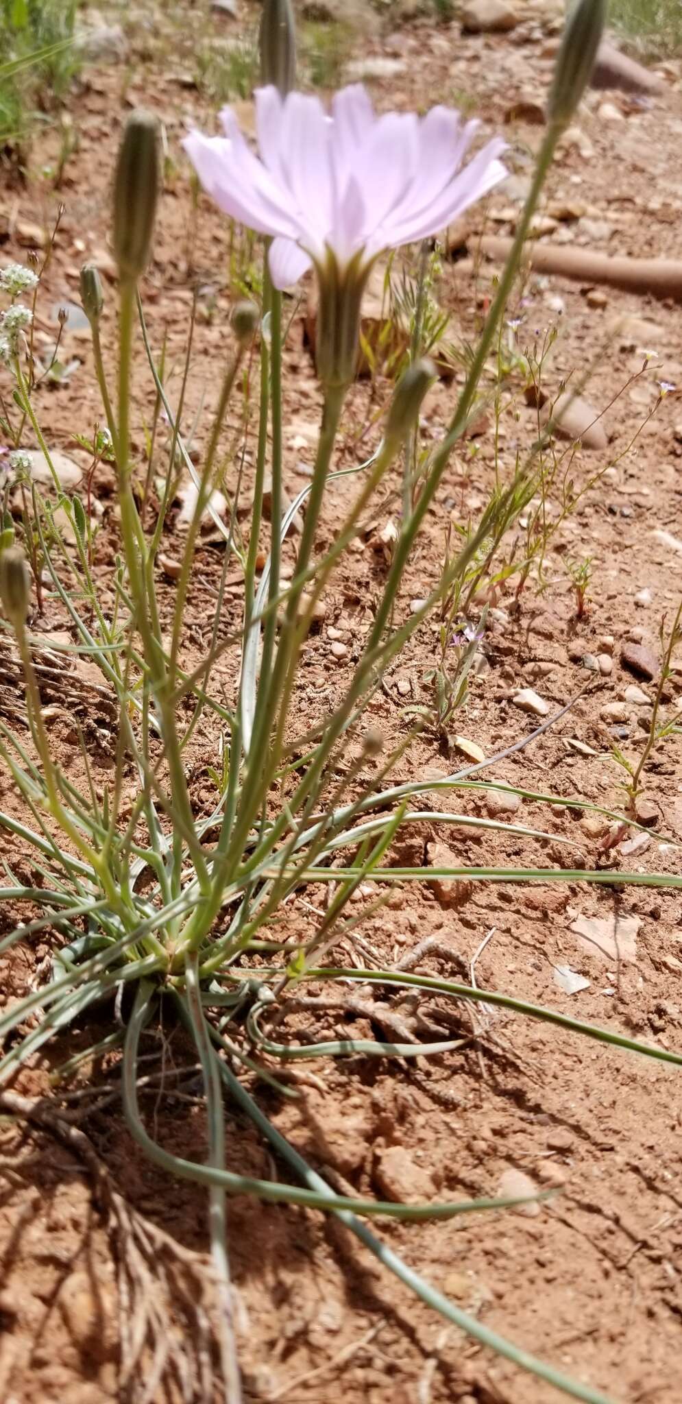 صورة Lygodesmia grandiflora (Nutt.) Torr. & A. Gray