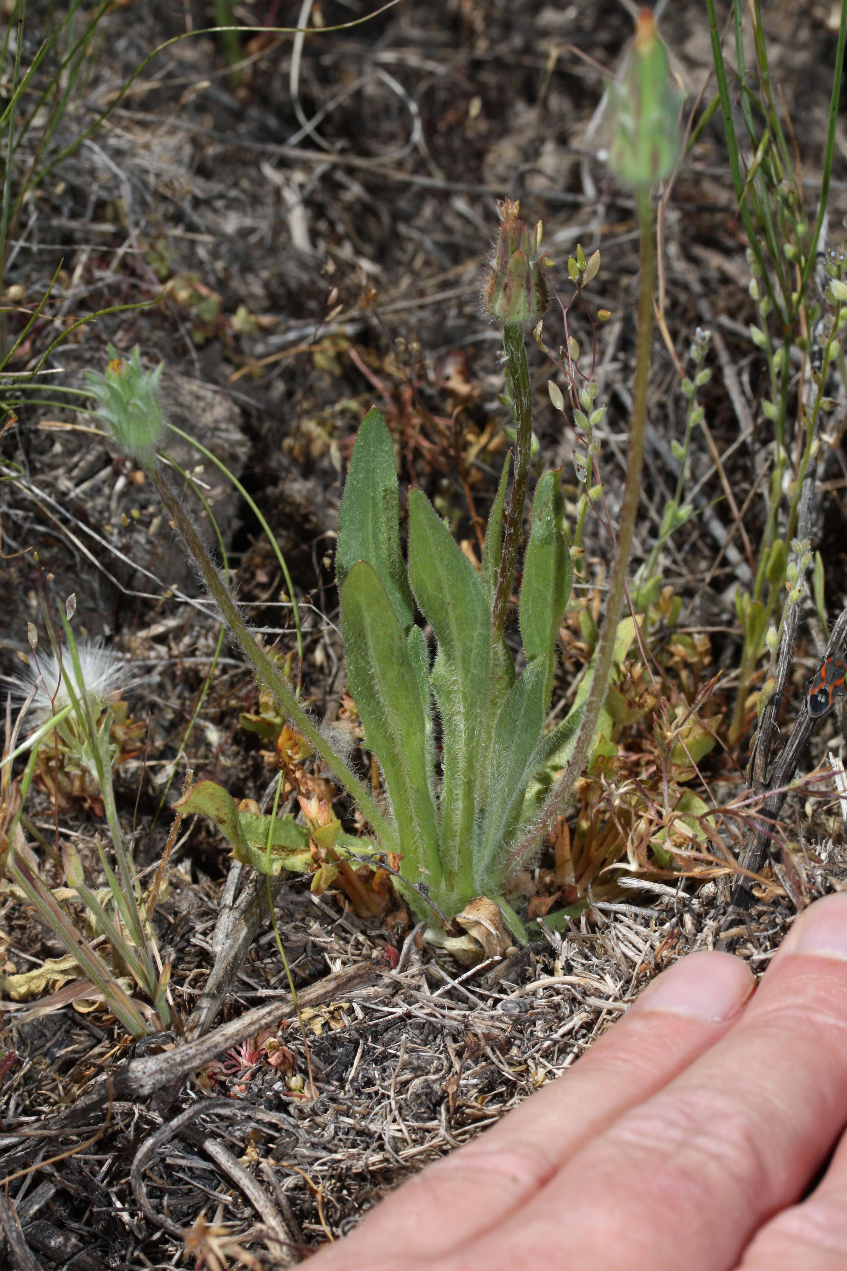 Image de Agoseris heterophylla (Nutt.) Greene