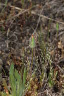 Image de Agoseris heterophylla (Nutt.) Greene