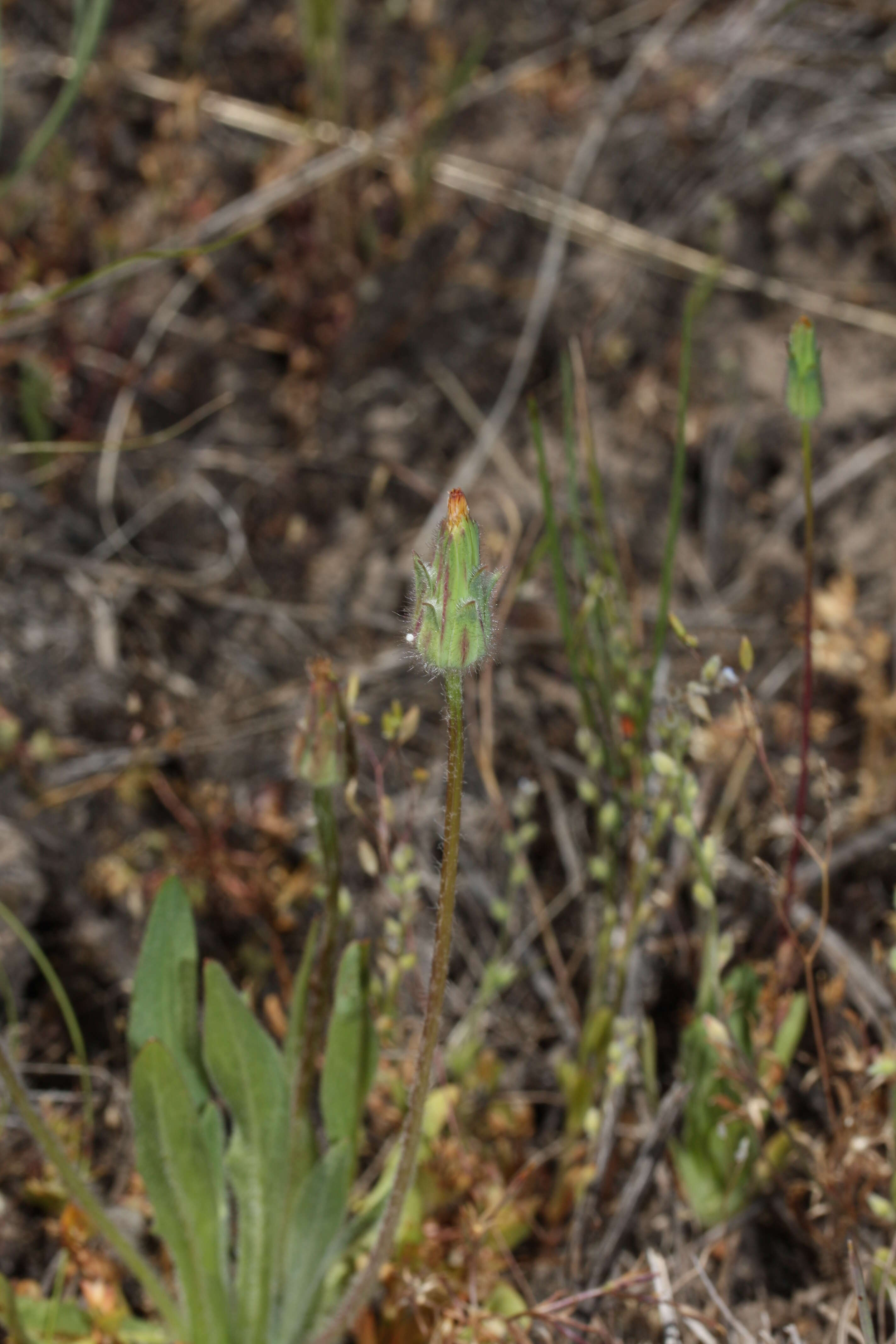 Image of annual agoseris