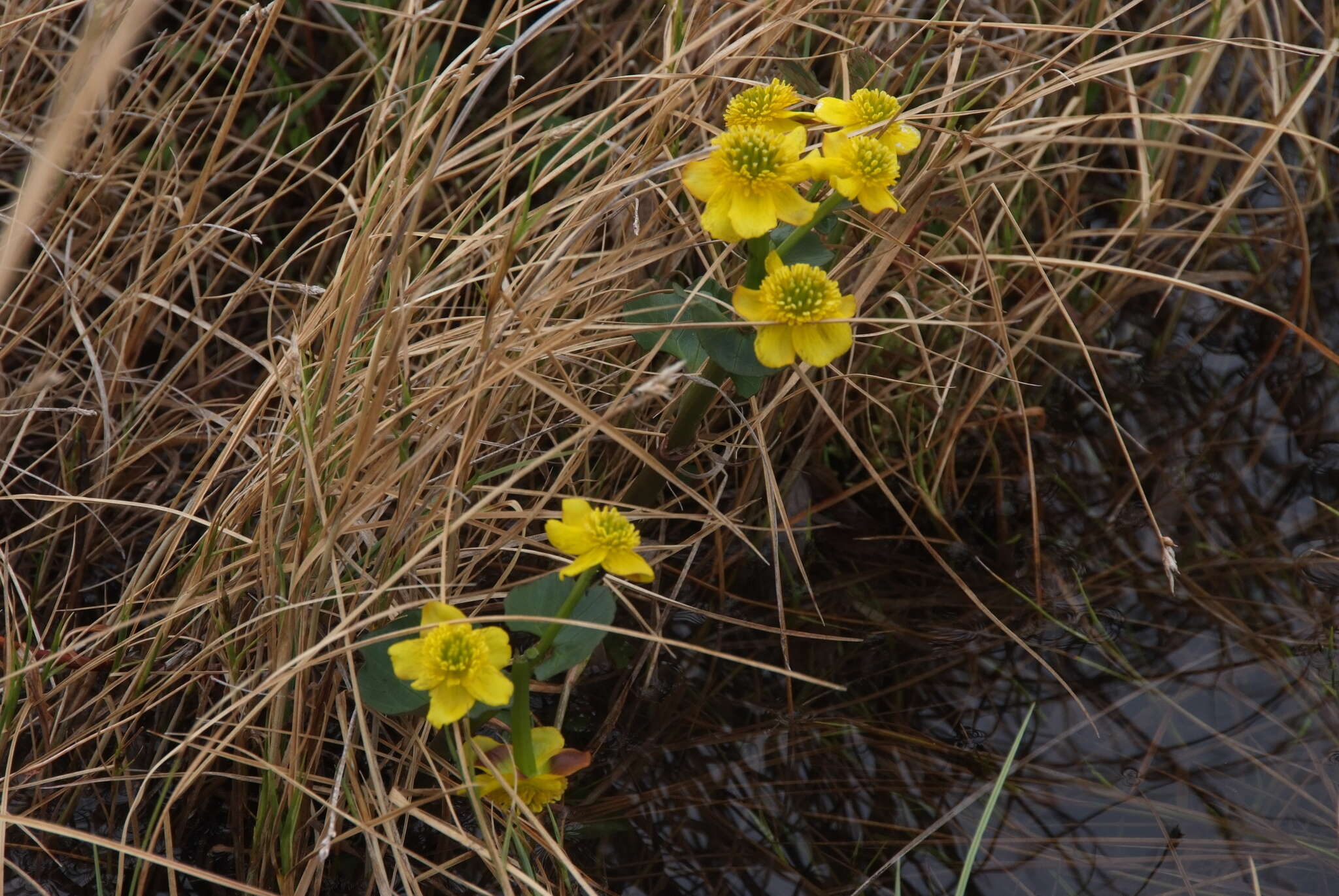 Image of Caltha palustris subsp. violacea (Khokhr.) A. N. Luferov