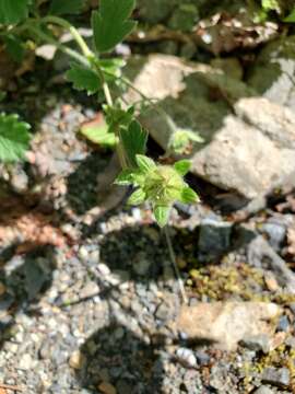 Image of Potentilla villosula B. A. Jurtzev