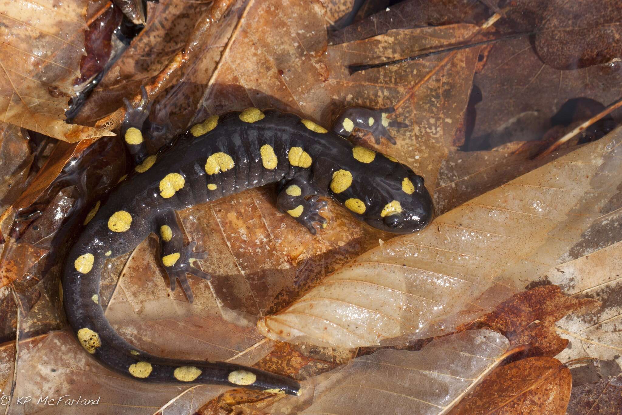 Слика од Ambystoma maculatum (Shaw 1802)