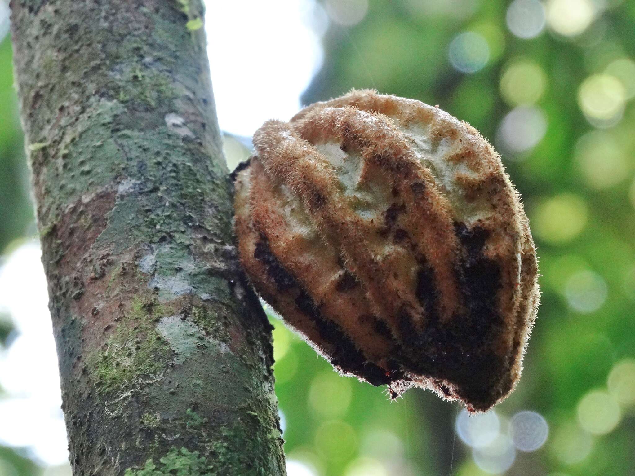 Image of Herrania purpurea (Pittier) R. E. Schult.