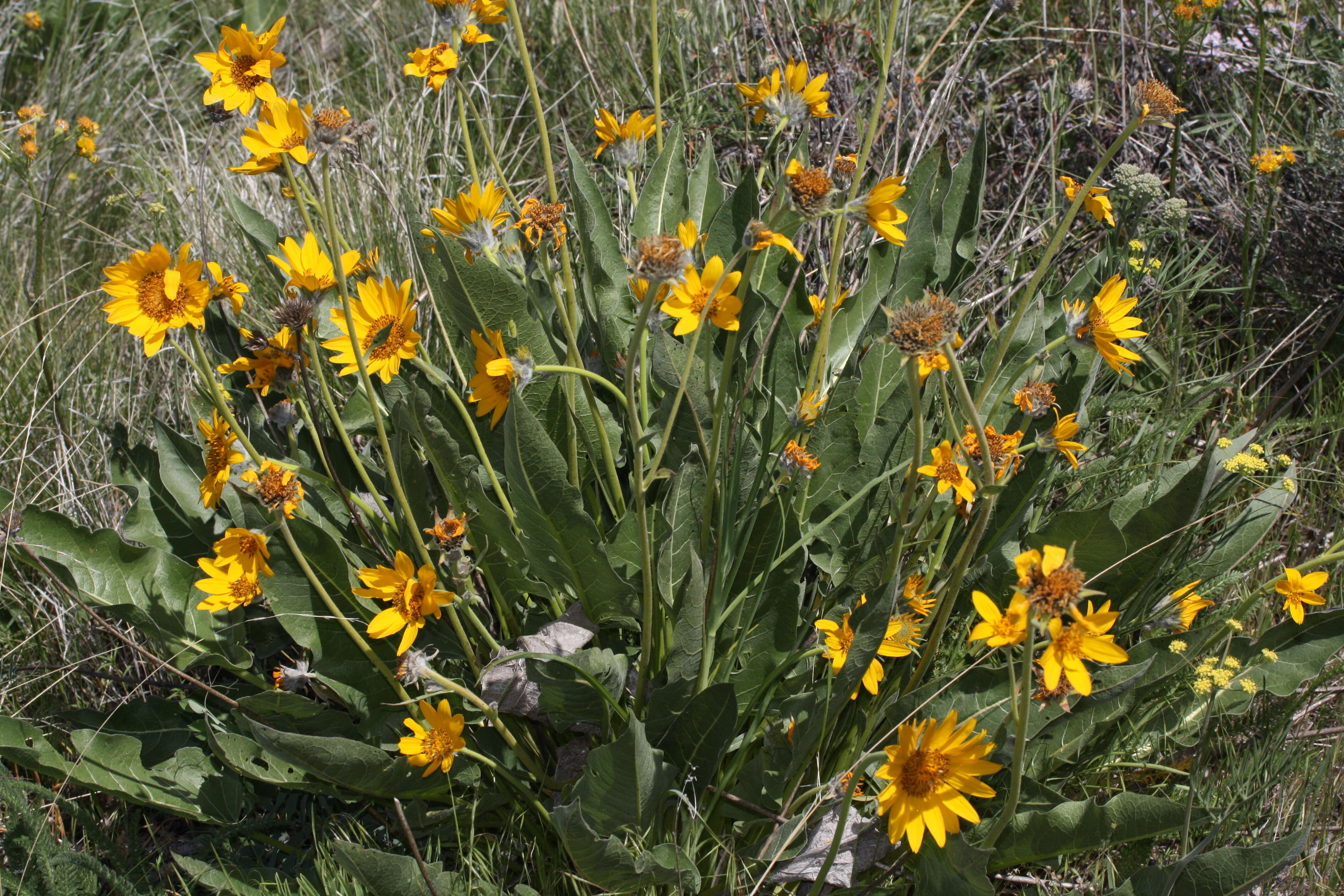 Image of arrowleaf balsamroot