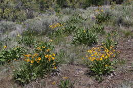 Image of arrowleaf balsamroot