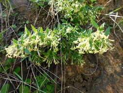 Image of Bouvardia multiflora (Cav.) Schult. & Schult. fil.
