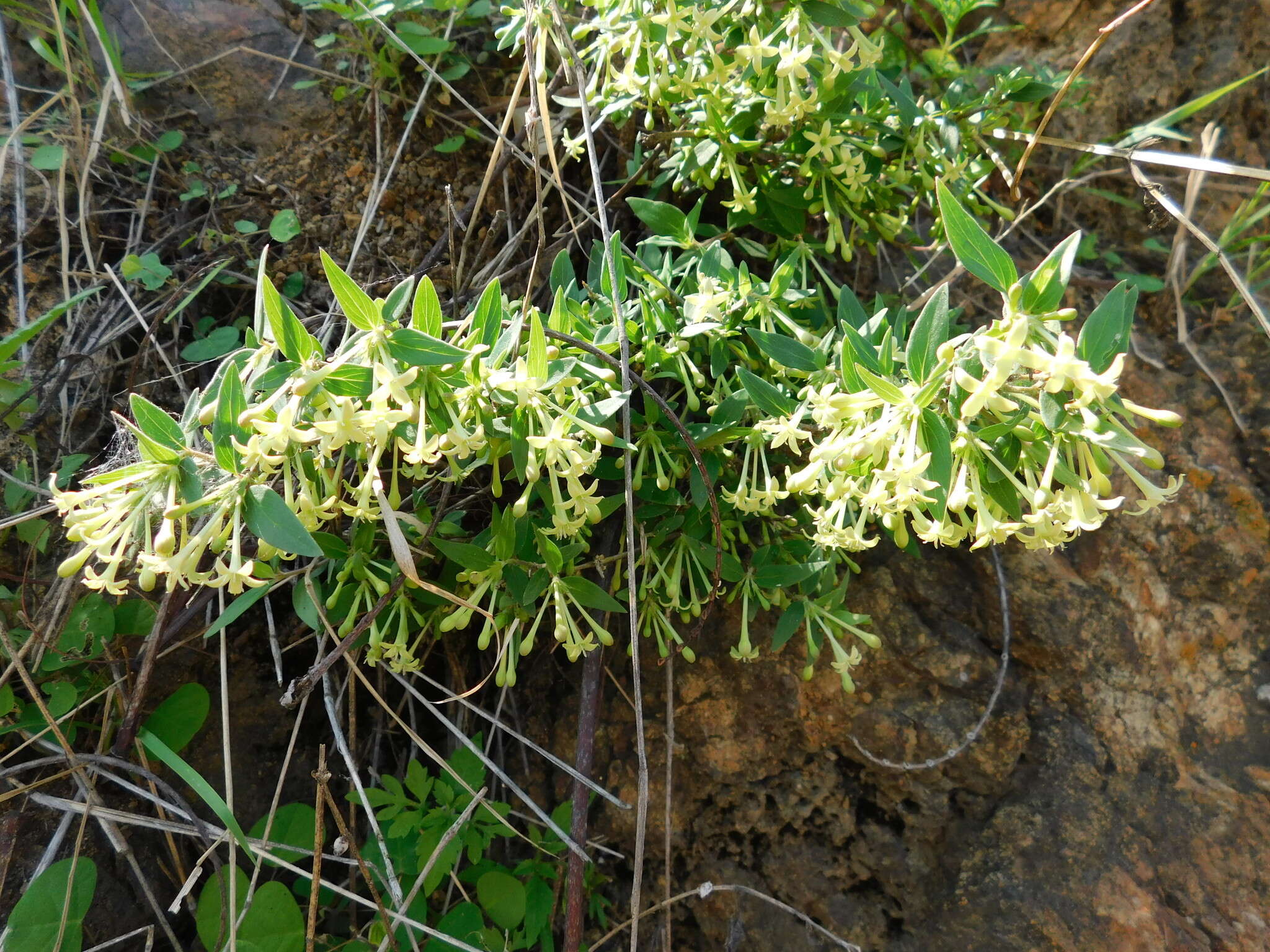 Plancia ëd Bouvardia multiflora (Cav.) Schult. & Schult. fil.