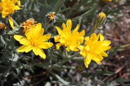 Image of Modoc hawksbeard