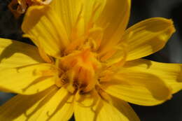 Image of Modoc hawksbeard