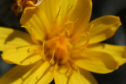 Image of Modoc hawksbeard