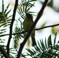 Image of Stripe-necked Tody-Tyrant