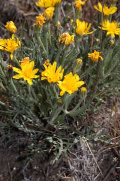 Image of Modoc hawksbeard