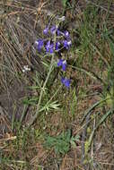 Image of twolobe larkspur