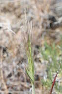 Imagem de Elymus elymoides (Raf.) Swezey