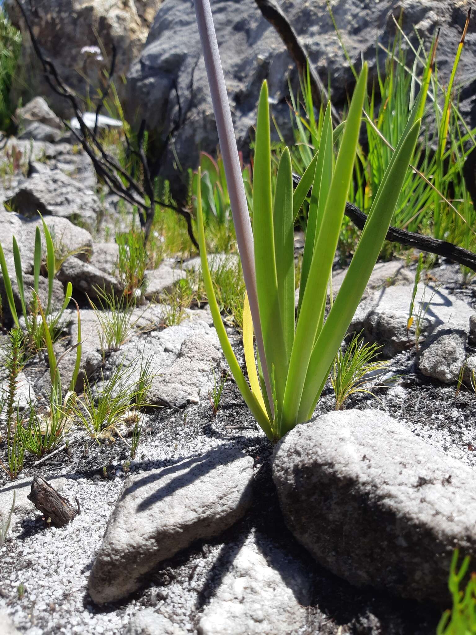 Imagem de Agapanthus walshii L. Bolus