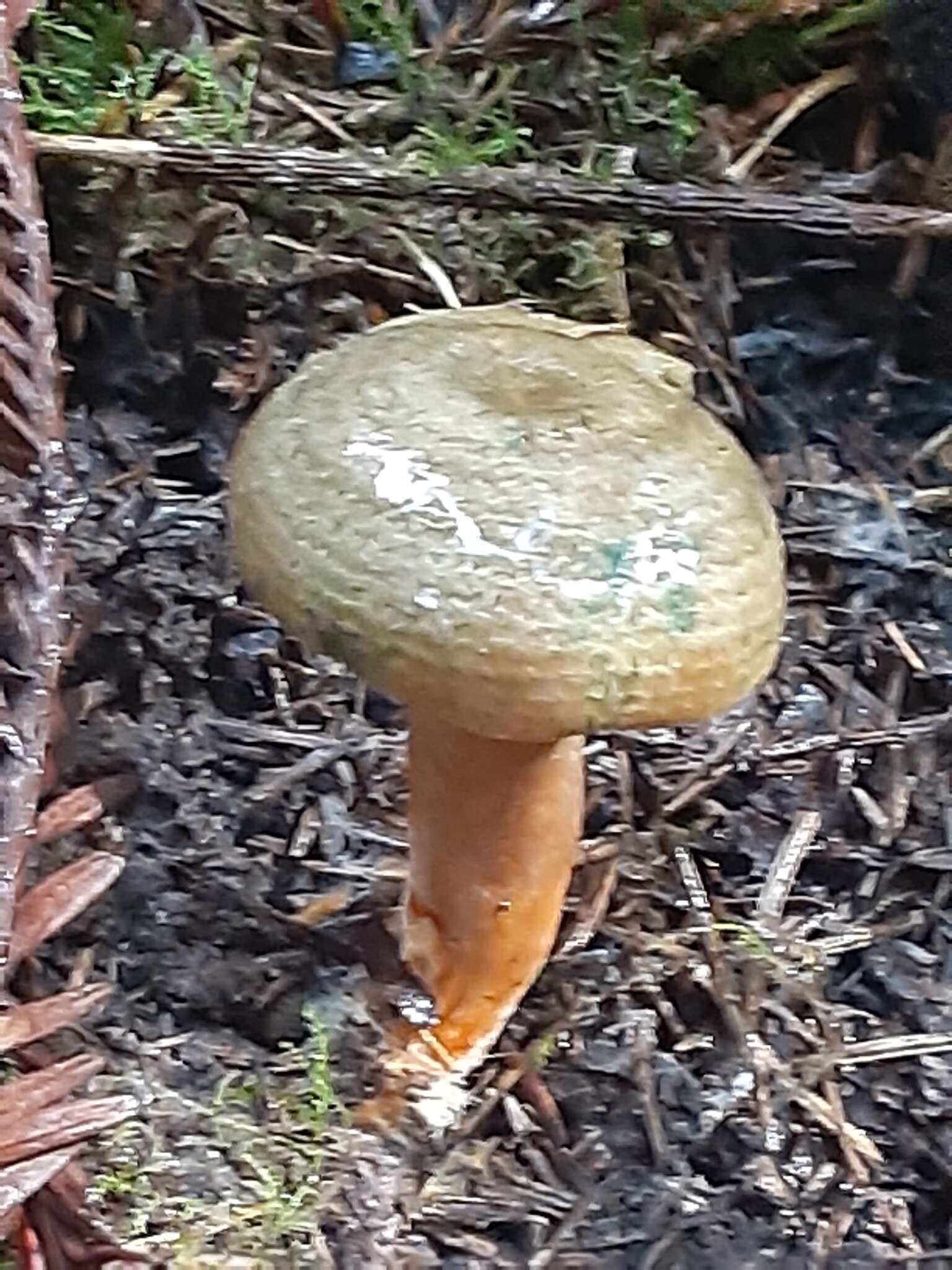 Image of Red Pine Mushroom