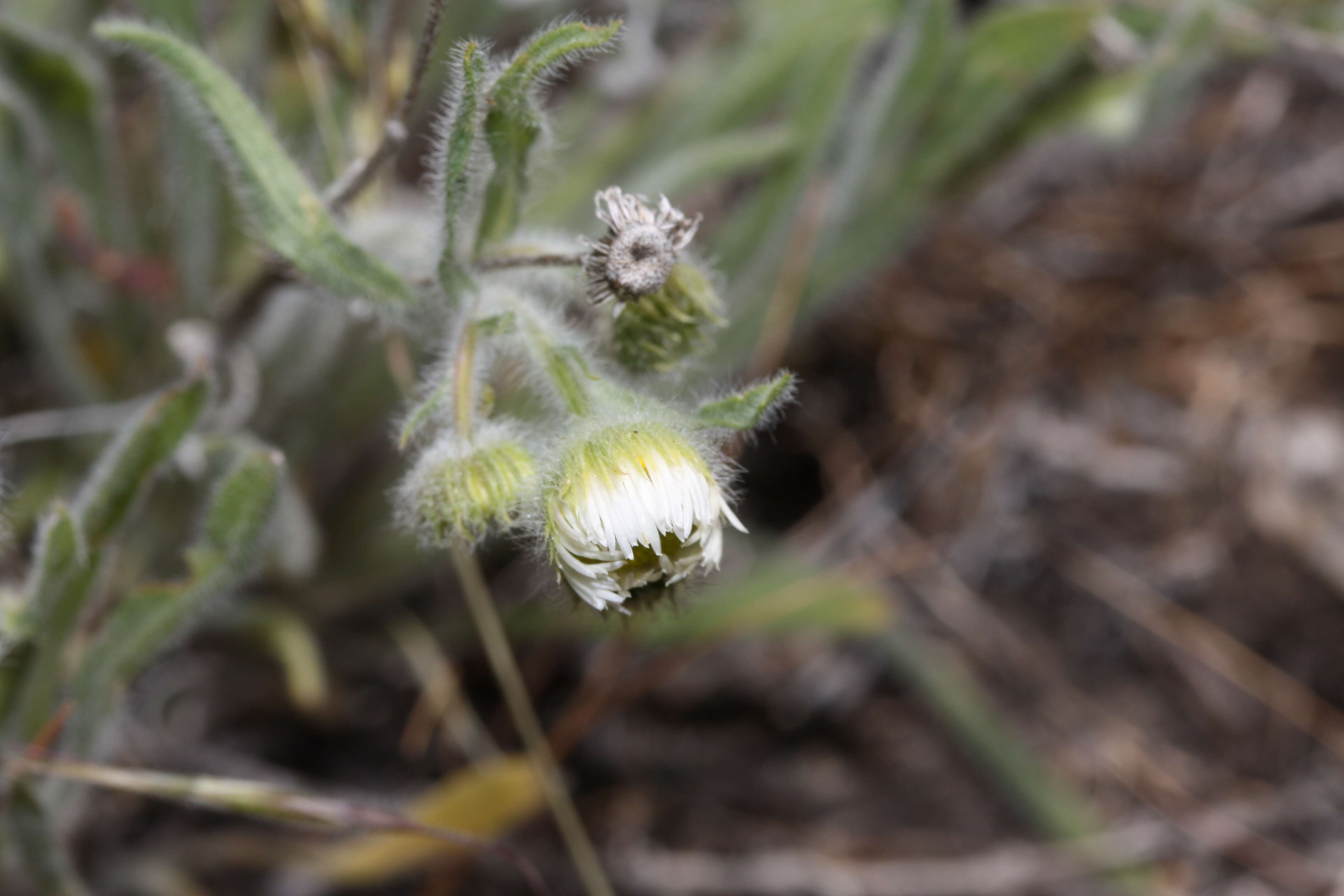 Image de Erigeron pumilus Nutt.