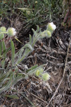 Image of shaggy fleabane