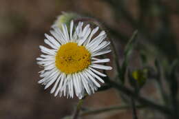 Image de Erigeron pumilus Nutt.