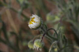 Image de Erigeron pumilus Nutt.