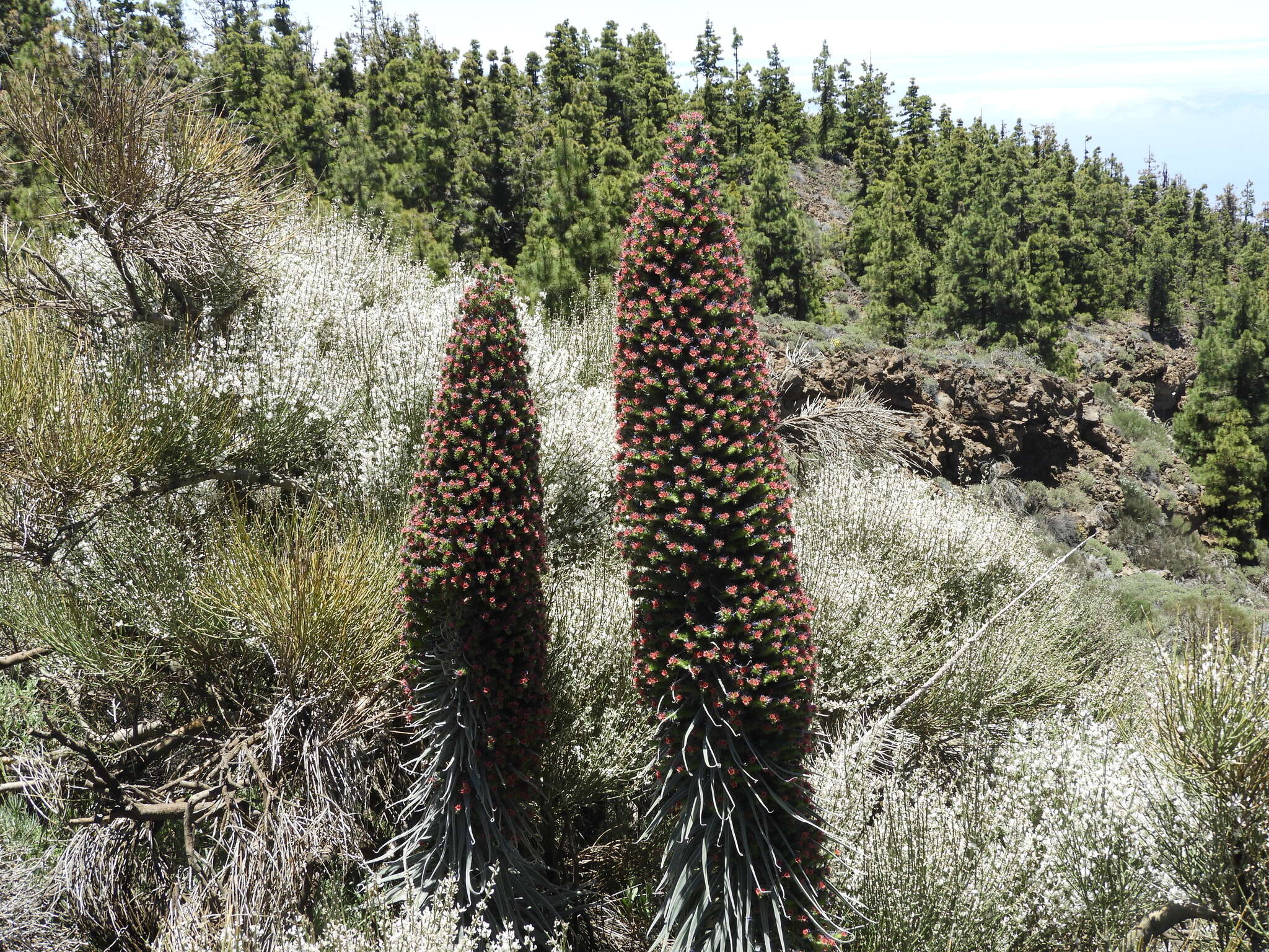 Image of Echium wildpretii H. H. W. Pearson ex Hook. fil.