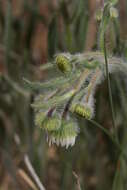 Image de Erigeron pumilus Nutt.