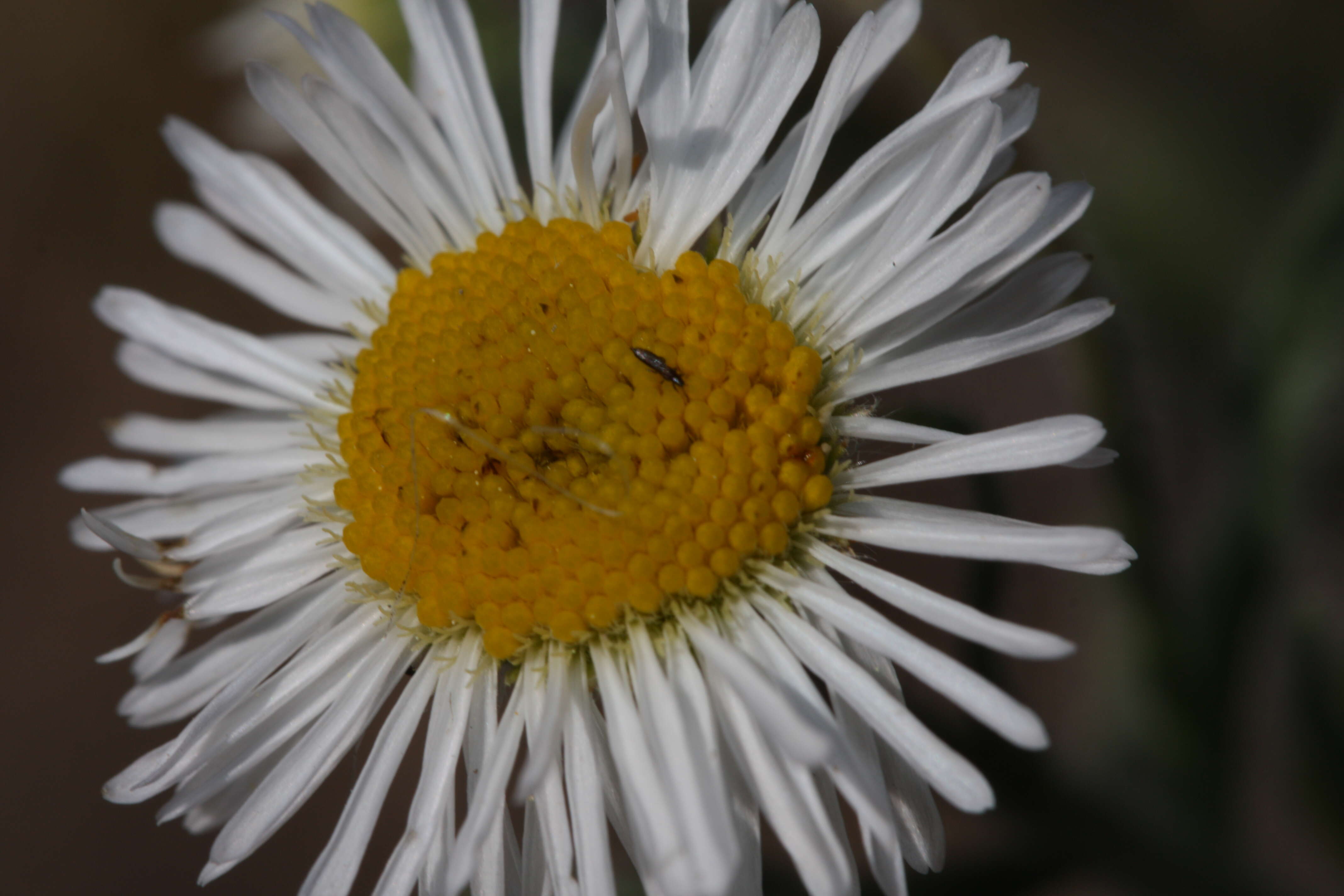 Image de Erigeron pumilus Nutt.