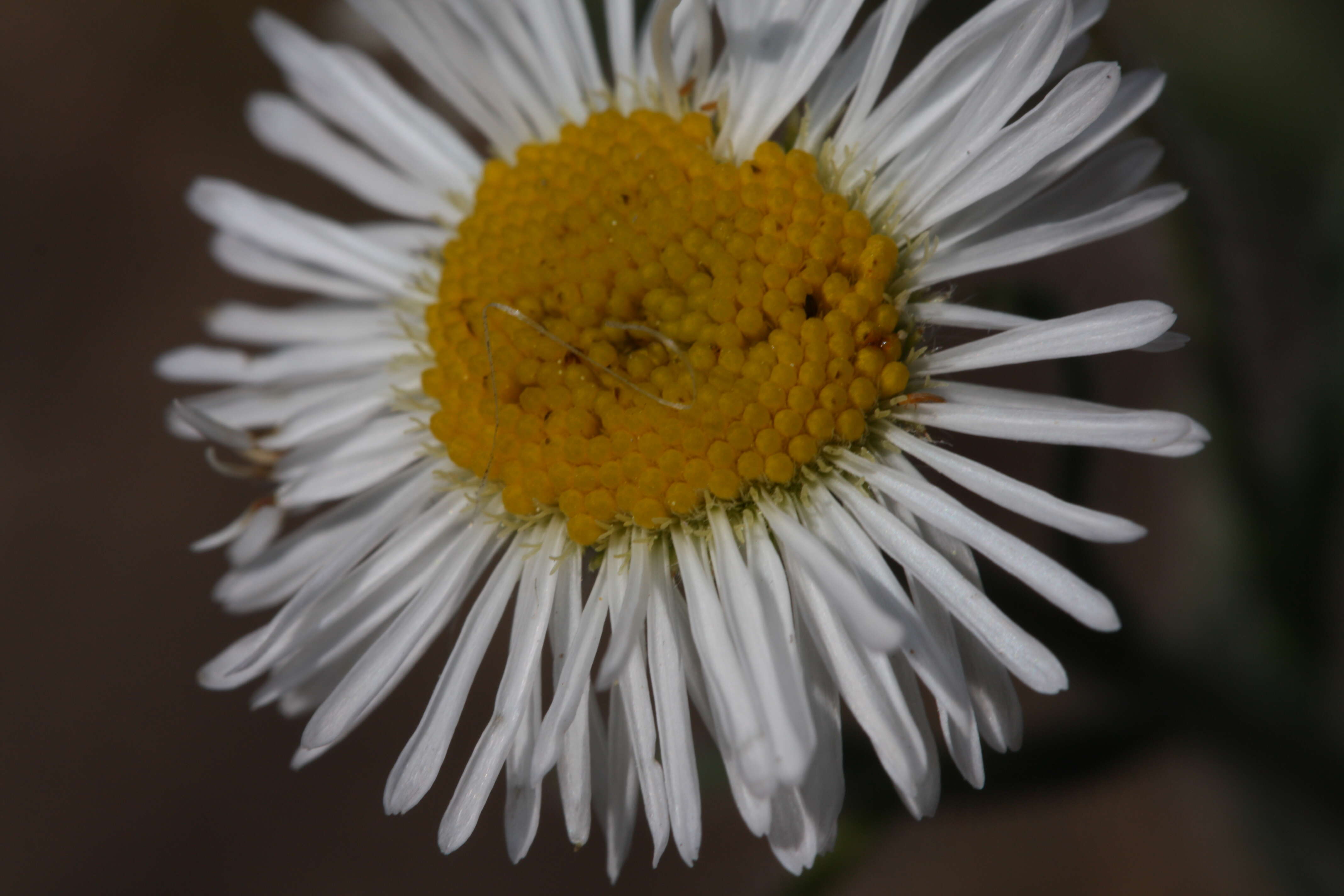 Image de Erigeron pumilus Nutt.