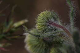 Image of shaggy fleabane