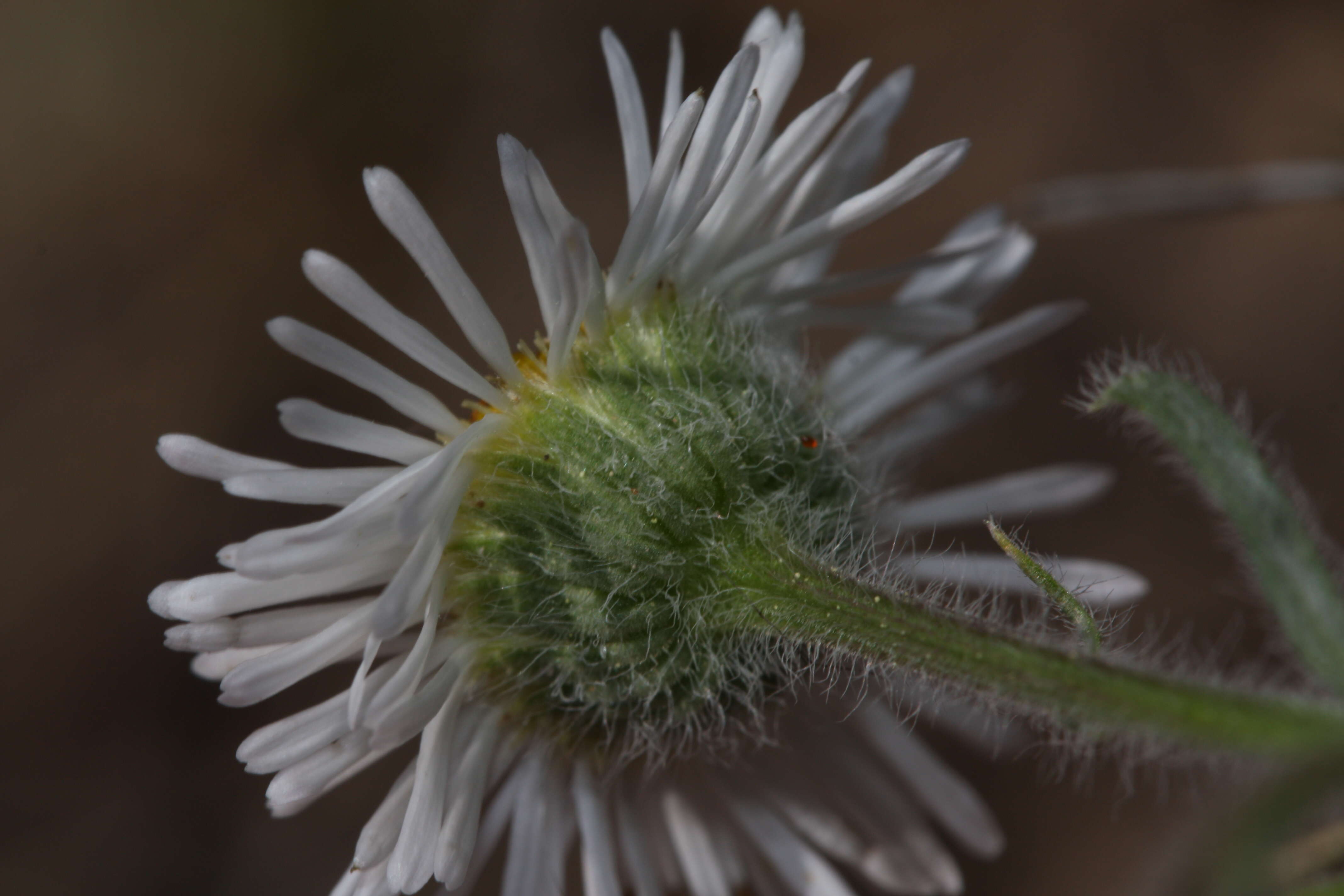 Image of shaggy fleabane