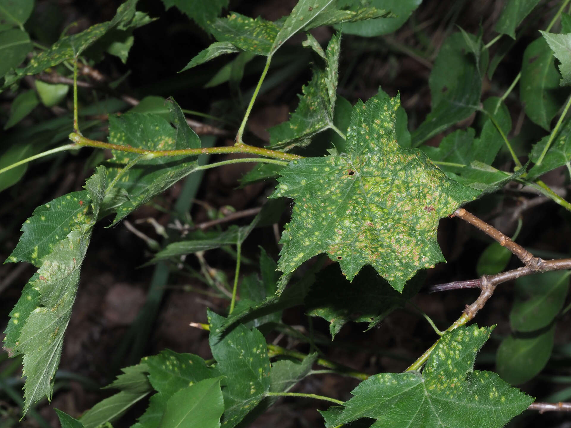 Image de <i>Eriophyes torminalis</i> Nalepa 1926